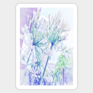 African Lilies (Agapanthus) Sticker